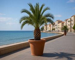 Tendances 2025 : miser sur la culture du palmier en pot